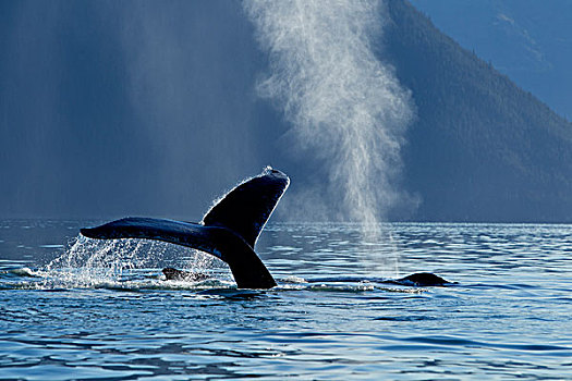驼背鲸,举起,鲸尾叶突,通道,东南阿拉斯加,秋天