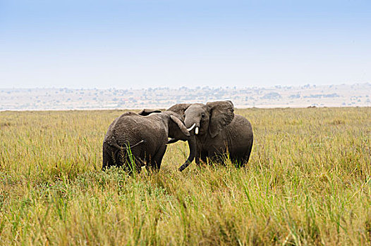 两头非洲大象争斗