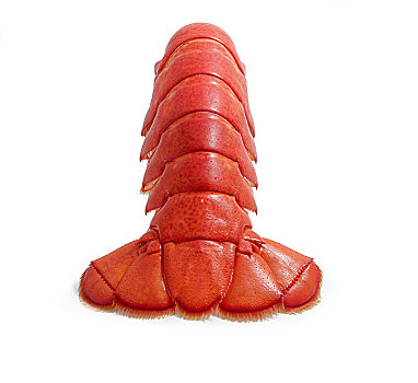 龙虾,尾部,后视图