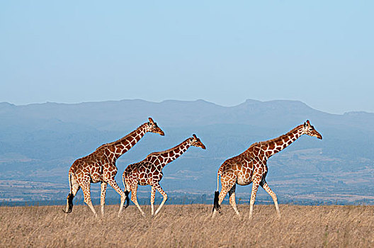 网纹长颈鹿,长颈鹿,三个,禁猎区,肯尼亚