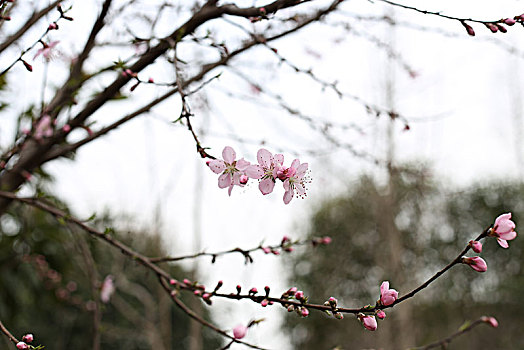 桃花