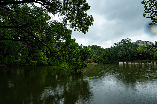 广州2023年春季华南雨中的植物园