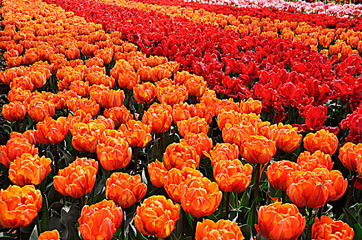 花坛,红色,橙子,郁金香,郁金香属,库肯霍夫公园,荷兰