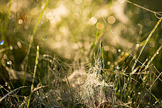 蜘蛛网,草,背景