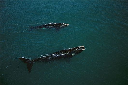 南露脊鲸,平面,南非