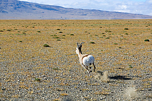 奔跑的的藏羚羊