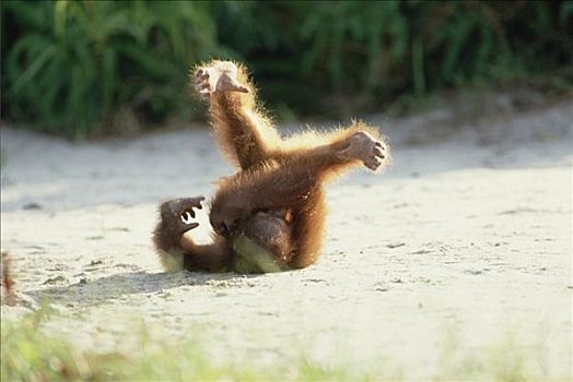 猩猩,黑猩猩,幼小,玩,檀中埠廷国立公园,婆罗洲