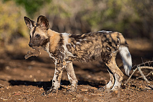 非洲野狗,非洲野犬属,小动物,吠叫,嘴,禁猎区,祖鲁族,纳塔耳,南非,非洲