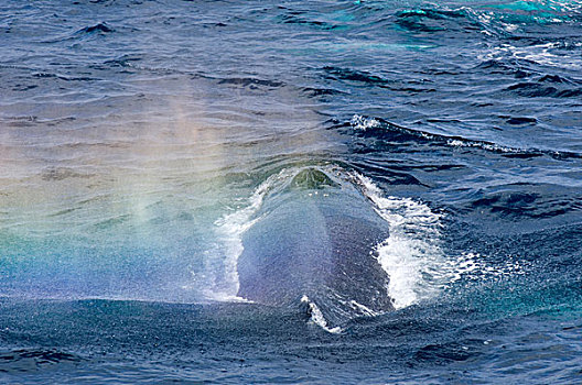 南极半岛,鲸,大翅鲸属,表面,呼吸,水,呼吸孔,创作,彩虹