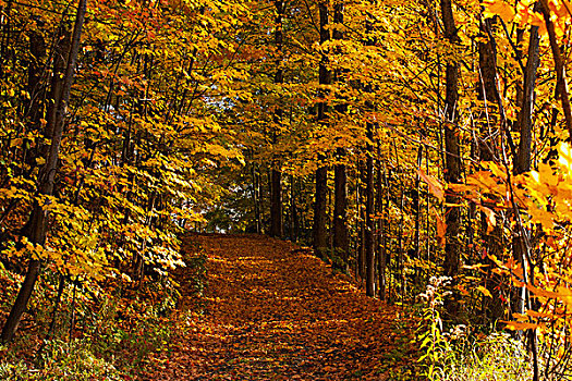 叶子,遮盖,道路,秋天,魁北克,加拿大