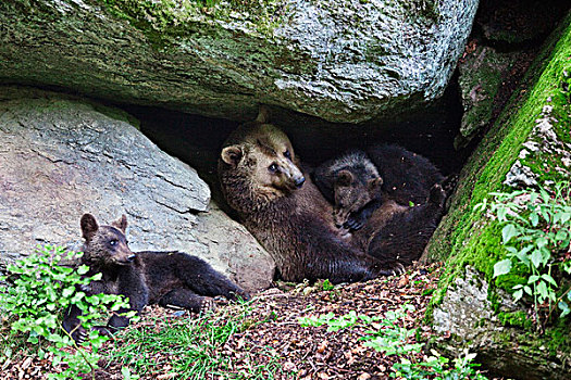 棕熊,洞穴,巴伐利亚,德国