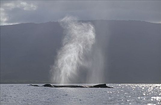 驼背鲸,大翅鲸属,鲸鱼,喷涌,毛伊岛,夏威夷,提示,照相
