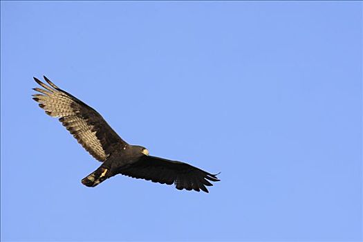 老鹰,栗翅鹰,飞,埃尔比斯开诺生物圈保护区,墨西哥