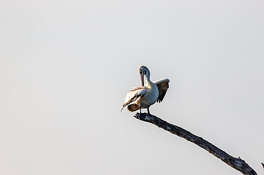生活在淡水沼泽及浅水湖的卷羽鹈鹕鸟