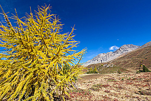 黄色,落叶松属植物,秋天,省,伦巴第,意大利