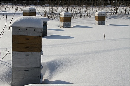 蜂窝,蜜蜂,冬天