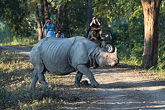 印度犀,印度犀牛,穿过,林道,正面,交通工具,旅游,卡齐兰加国家公园,阿萨姆邦,印度,亚洲