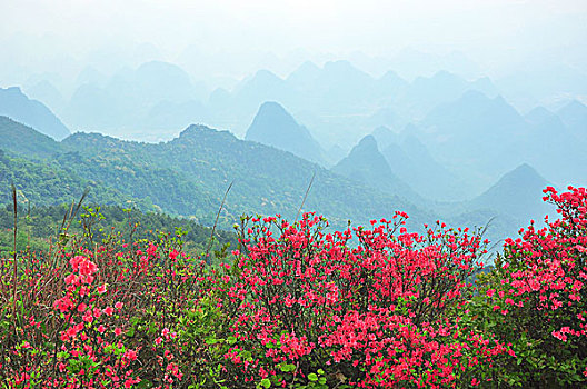 满山遍地映山红