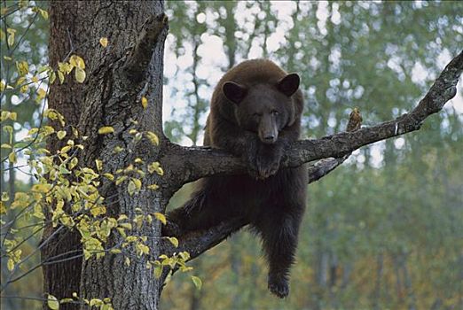 黑熊,美洲黑熊,成年,慵懒,树上