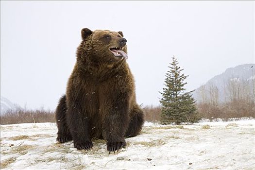 棕熊,坐,雪中,阿拉斯加野生动物保护中心,冬天,俘获