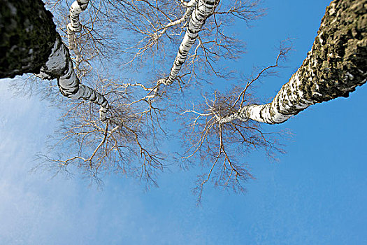 桦树,蓝天,海德,自然保护区,科隆,北莱茵-威斯特伐利亚,德国,欧洲