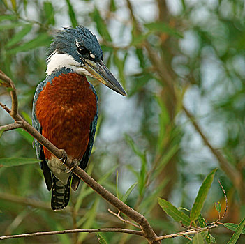 翠鸟,坐在树上,潘塔纳尔,巴西,南美