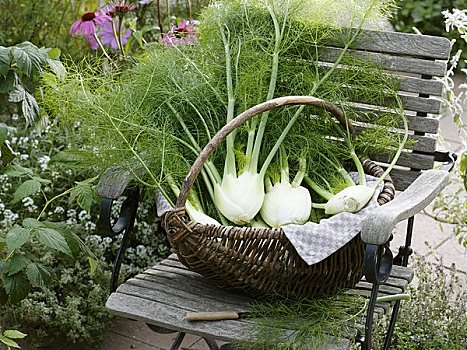 新鲜,茴香根,柳条篮,花园椅