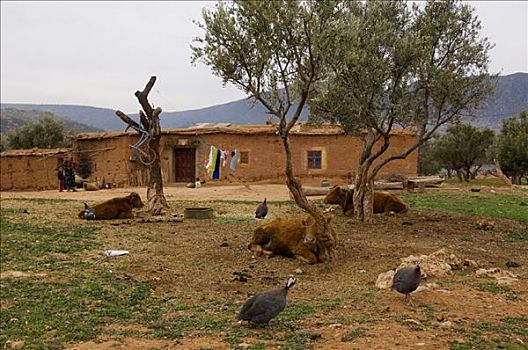 牛,房子,摩洛哥