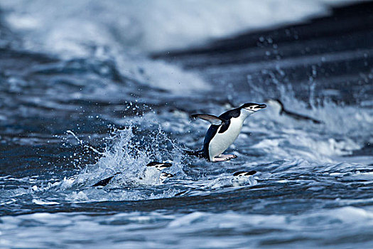 南极,南设得兰群岛,帽带企鹅,阿德利企鹅属,跳跃,游泳,岸边,欺骗岛
