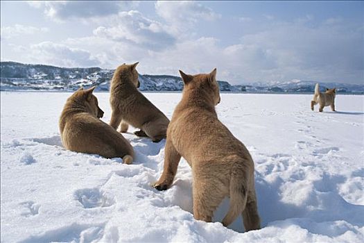 家犬,狗,小动物,雪地