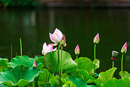 夏日荷花