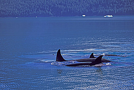 北美,美国,阿拉斯加,逆戟鲸