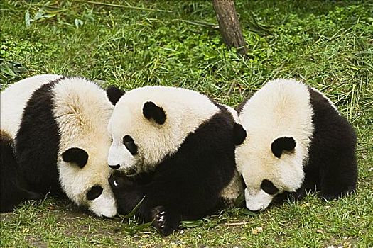 三个,熊猫,坐,地点