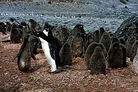 南极,阿德利企鹅,生物群