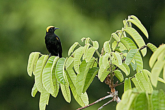 黄鹂,栖息,枝条,靠近,河,亚马逊地区,厄瓜多尔