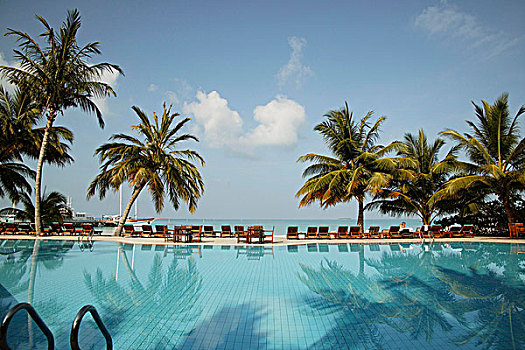 反射,棕榈树,游泳池,北方,马累环礁,马尔代夫