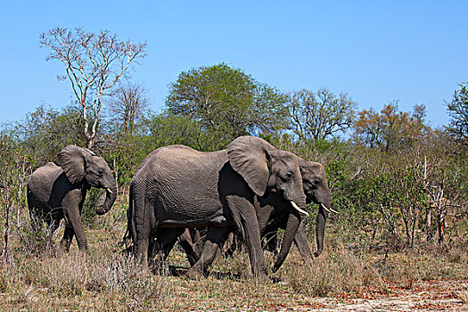 非洲,灌木,大象,克鲁格国家公园,南非