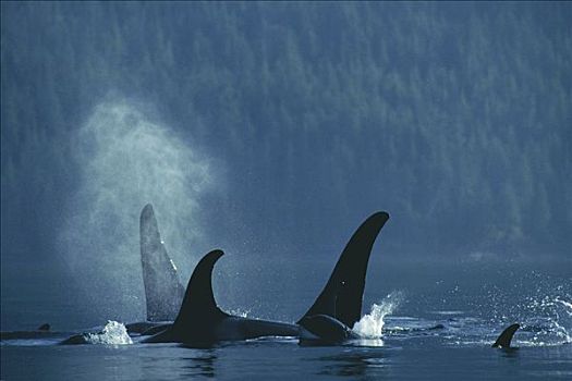 逆戟鲸,北方,平面,约翰斯顿海峡,不列颠哥伦比亚省,加拿大
