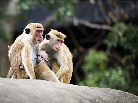 家族,短尾猿,猴子,树林