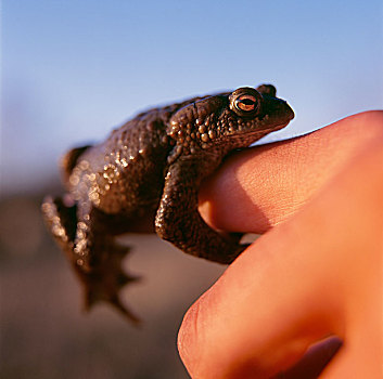 青蛙,拿着,手指