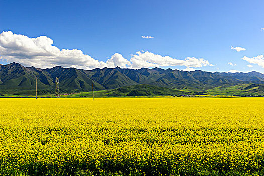 青海湖油菜花