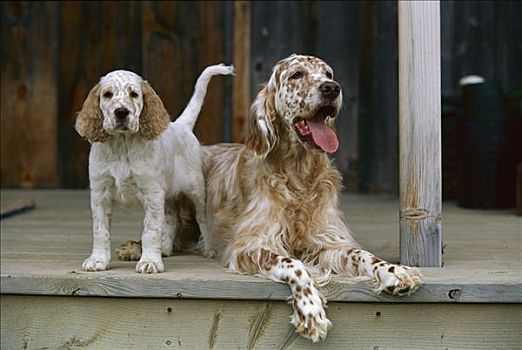 英格兰雪达犬,狗,妈妈,小狗,门廊