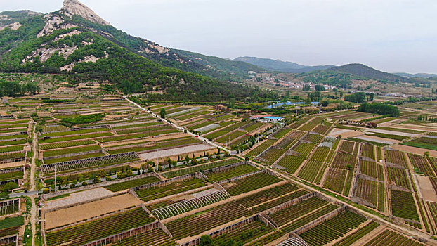 山东省日照市,万亩茶园染绿乡村大地,茶产业助农民致富