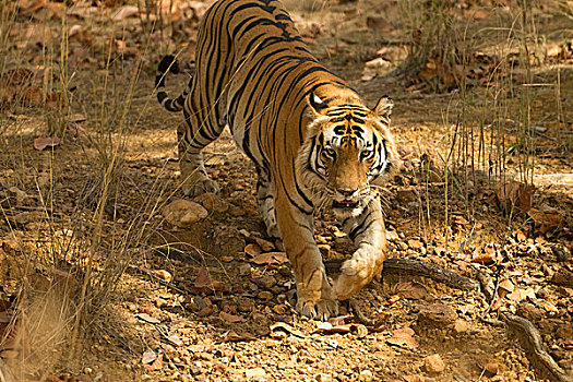亚洲,印度,甘哈国家公园,孟加拉虎,虎,走,濒危物种,国家,动物