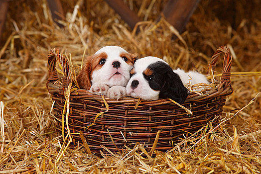 查尔斯王犬,两个,小狗,三种颜色,布伦海姆,7星期大,卧,柳条篮,稻草
