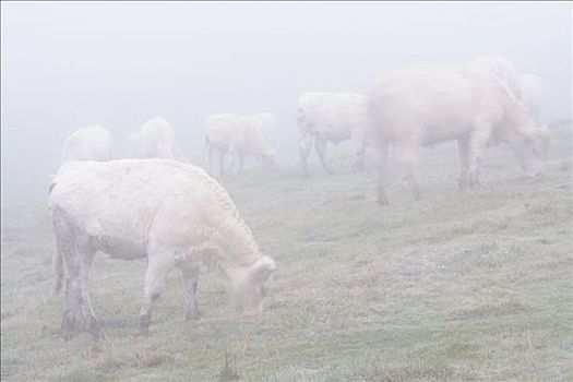 白色,母牛,雾,瑞典