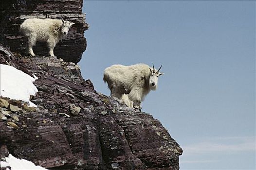 石山羊,雪羊,成年,落基山,落基山脉,北美