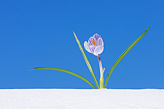 藏红花,雪,弗兰克尼亚,巴伐利亚,德国