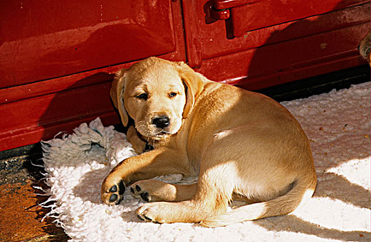 黄色,拉布拉多犬,复得,小动物,卧,地毯,正面,红色,炊具
