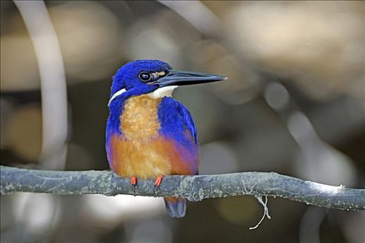 蔚蓝,翠鸟,鸟,昆士兰,澳大利亚